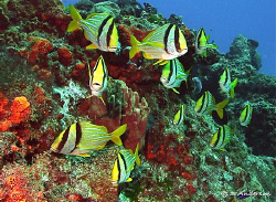 Who is the leader? These Porkfish are always enjoying the... by Steven Anderson 